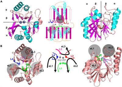 Structural Insights for Core Scaffold and Substrate Specificity of B1, B2, and B3 Metallo-β-Lactamases